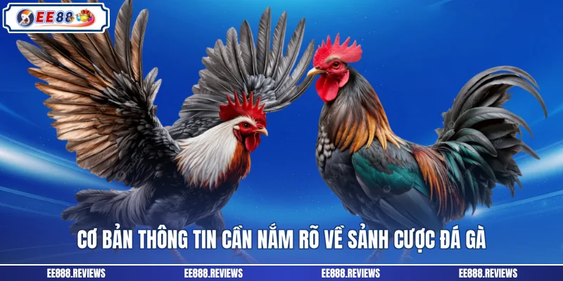 Cơ bản thông tin cần nắm rõ về sảnh cược đá gà